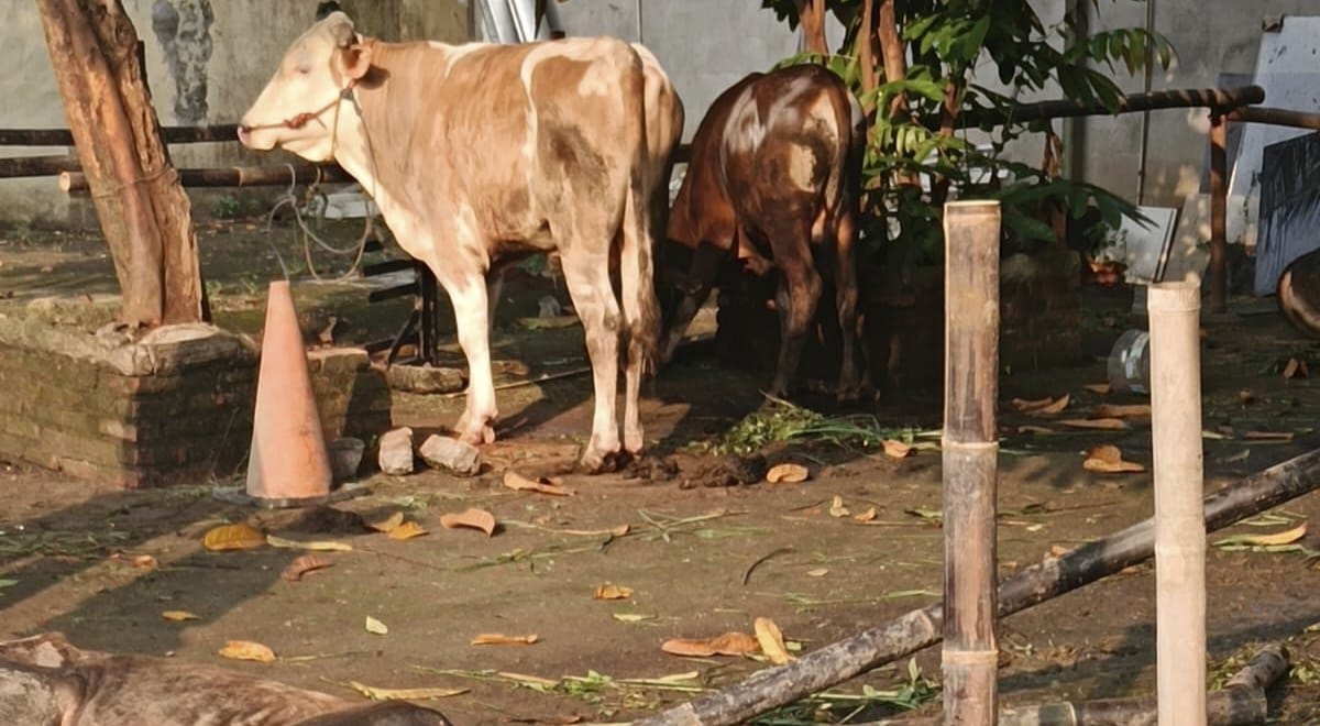 Pengurus Osis dalam kegiatan Kurban