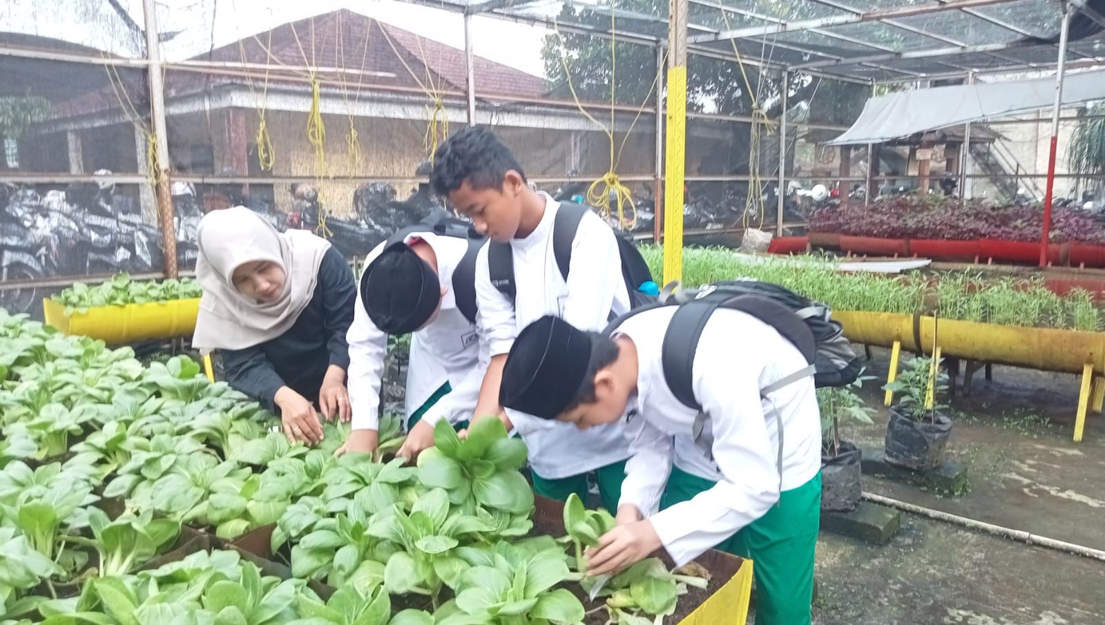Memetik Hasil Bakat dan Kewirausahaan : Panen Pakcoy SMP IT Al-Madinah Di Market Day Pengajian Bulanan